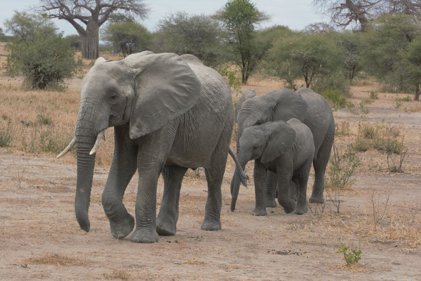 Tarangire National Park: A Hidden Gem of Tanzania’s Safari Landscape