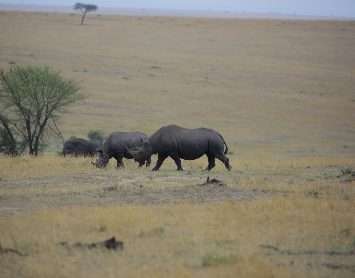 Ngorongoro Crater Safari: A Window into an Ancient World