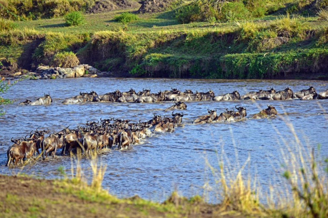 Exploring the Wonders of Tanzania’s Serengeti National Park